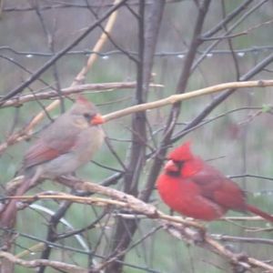 Meet your Posher, Denise hatfield